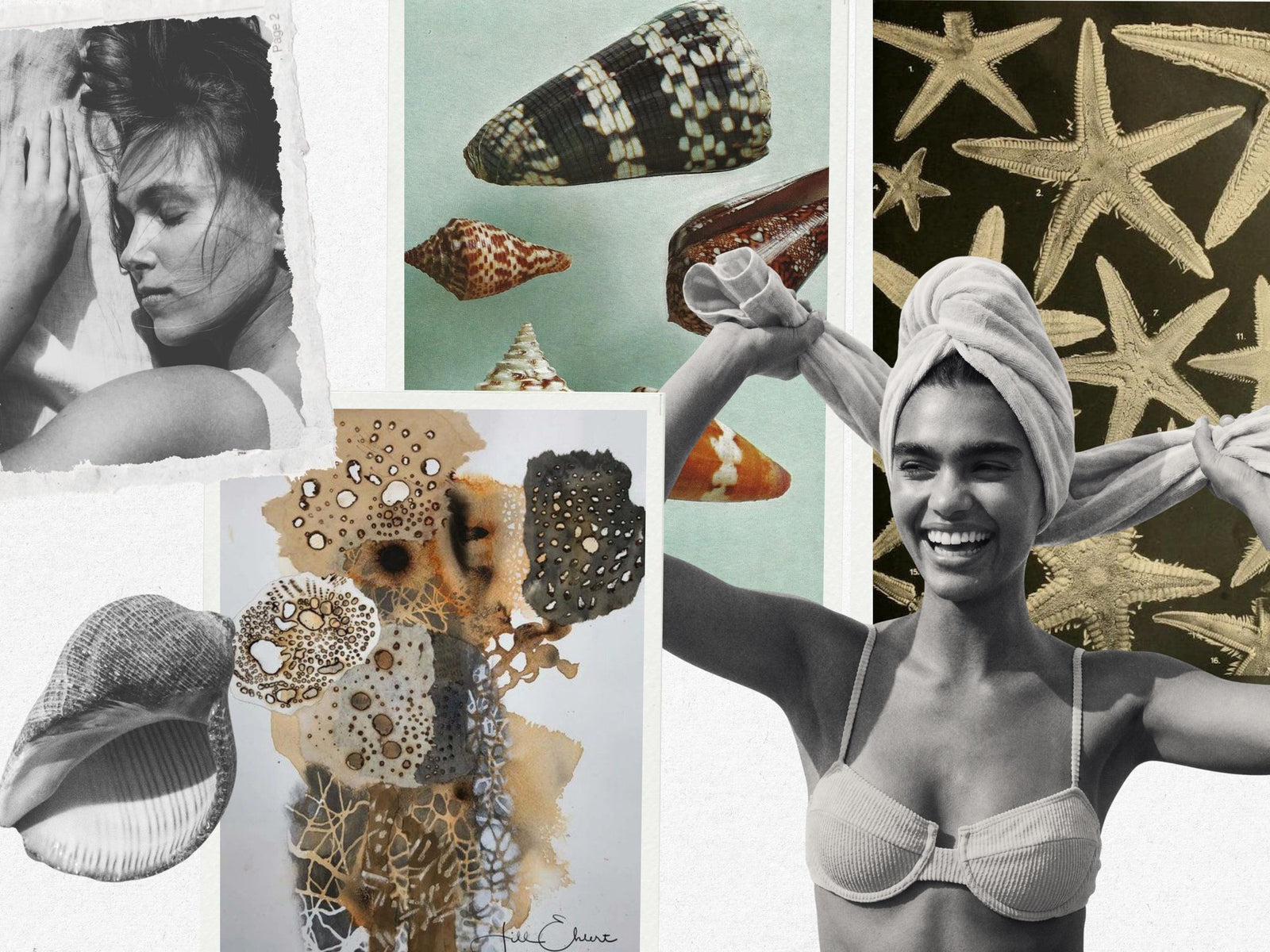 Tidal Abstract mood board — shells, starfish, coral studies and washed reef tones
